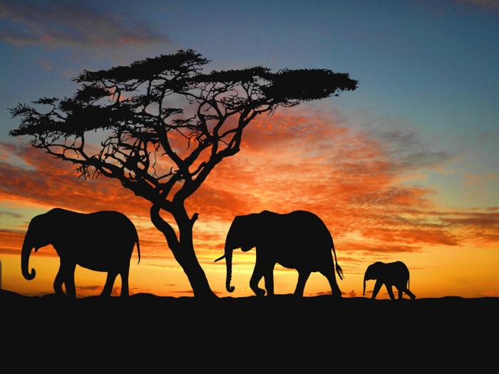 Elephant sunset